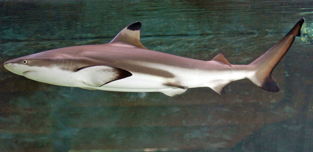 Carcharhinus melanopterus Black tip reef shark (Carcharhinidae) captive FWZ 01 low res.jpg
